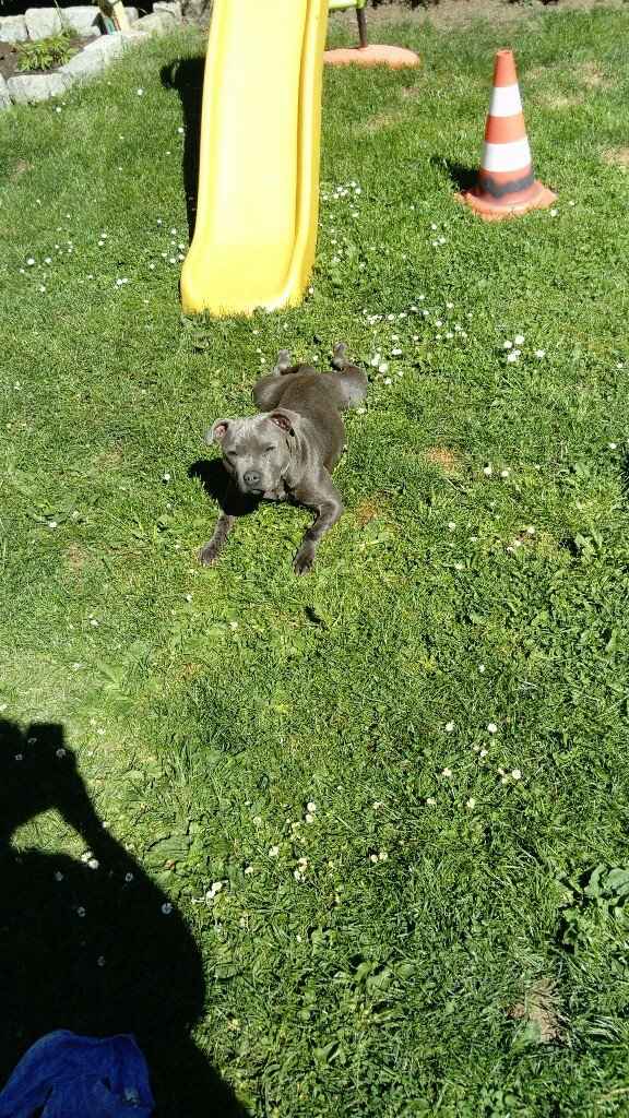 Animal, animaux, photos de nos chéris - 1