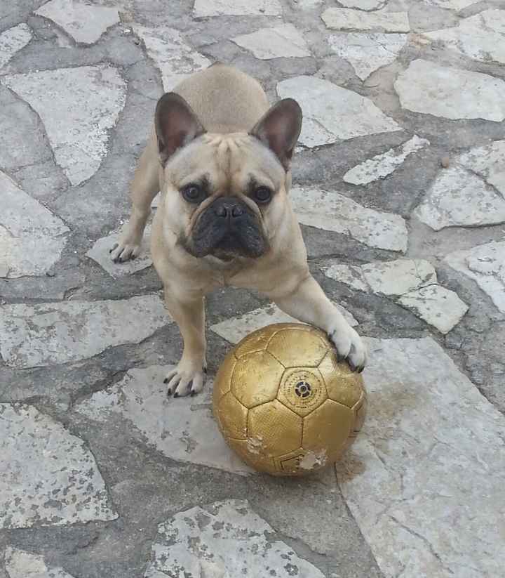 Un animal de compagnie à la maison juste après le mariage ? - 1