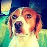Emeline