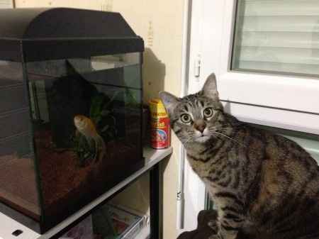 notre chat et les poissons