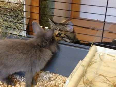 lapin et toujours le chat