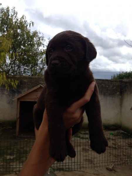 Iros notre futur toutou