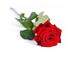 la rose rouge : mon amour pour toi est ardent 