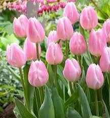 la tulipe : je te promet un amour sincère 