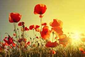 coquelicot : Aimons nous au plus tôt