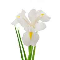 Iris : Vous enchantez mes jours