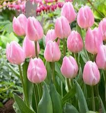 la tulipe : je te promet un amour sincère 