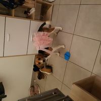 Qui apportera vos alliances ? - 1