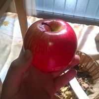 pomme pour table blanche neige