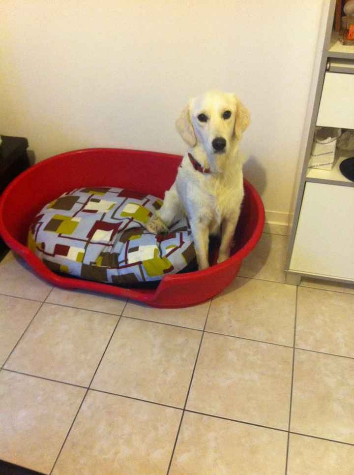 10 photos de chiens qui s'incrustent au mariage - 1