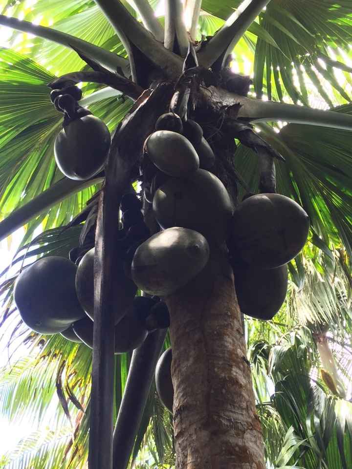 Vdn aux seychelles, le récit! - 20