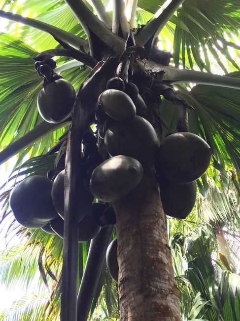 Vdn aux seychelles, le récit! - 20