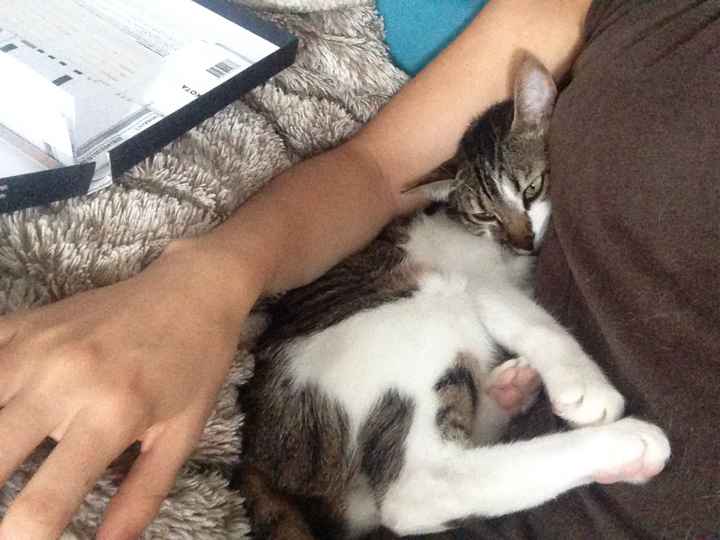  Mon petit bébé chat 😋 - 1