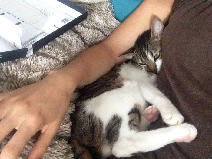  Mon petit bébé chat 😋 - 1