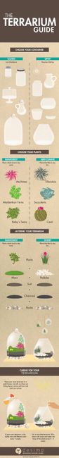 guide terrarium
