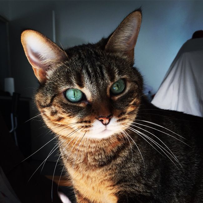 Les cat lovers! - 1