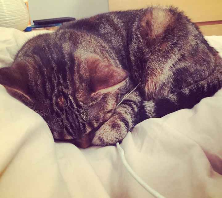 Les cat lovers! - 2