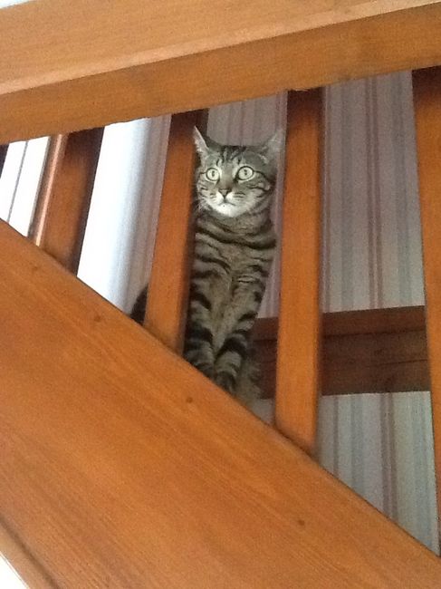 Nos animaux ! - 1