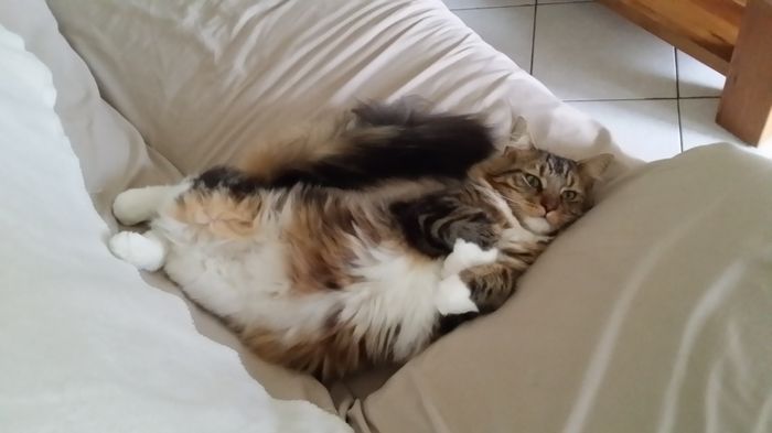 Nos animaux ! - 1