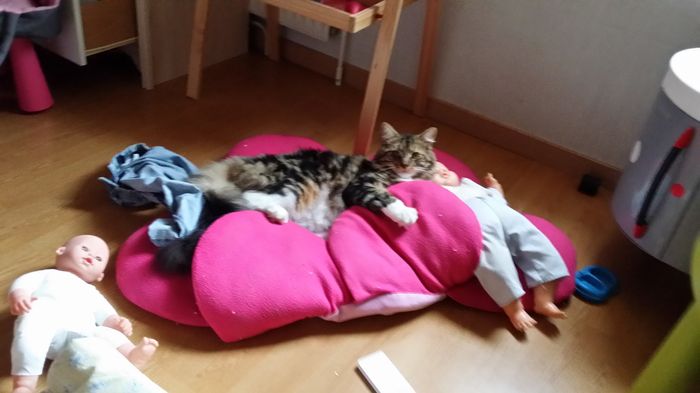 Nos animaux ! - 2