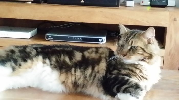 Nos animaux ! - 3