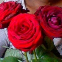 mes roses a  moins de 1 euros la rose