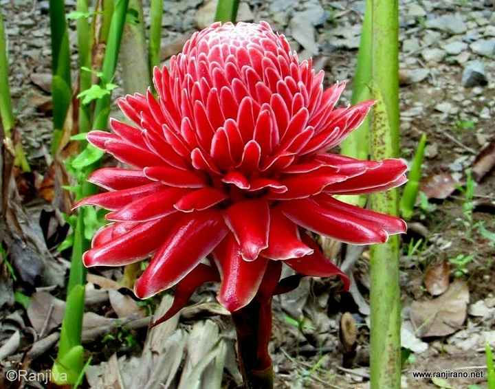  Que mettre dans les vases - 1