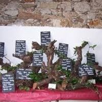 Plan de table - 1