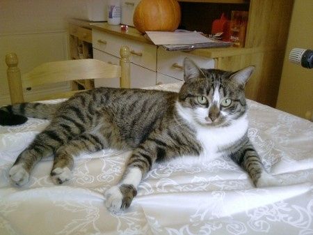 Mon chat Mogwaï