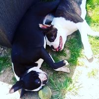 Comment s'appellent vos animaux poilus ? - 1