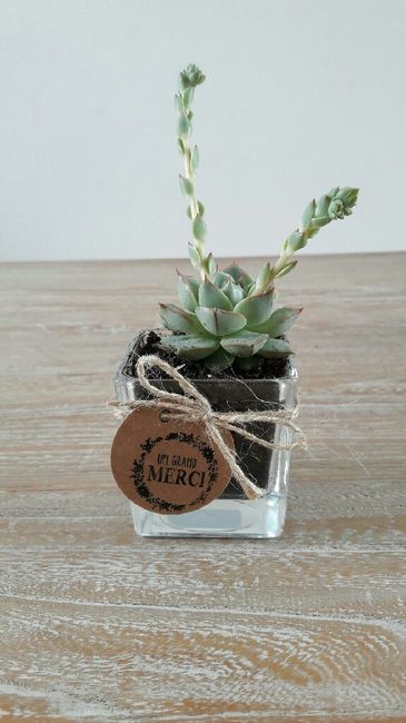 Cadeaux invités succulentes 1