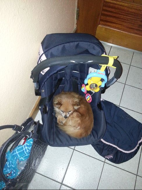 Nos animaux ! - 1