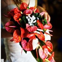 les anthuriums