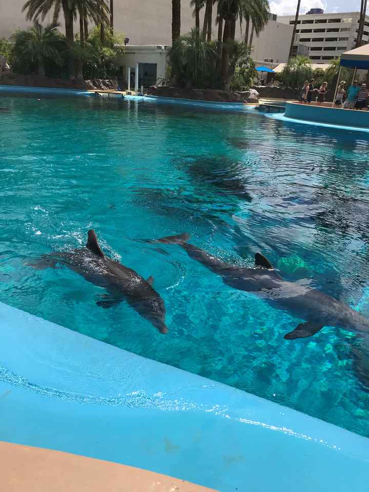 Retour de lune de miel 👌🏼❤️ - 24