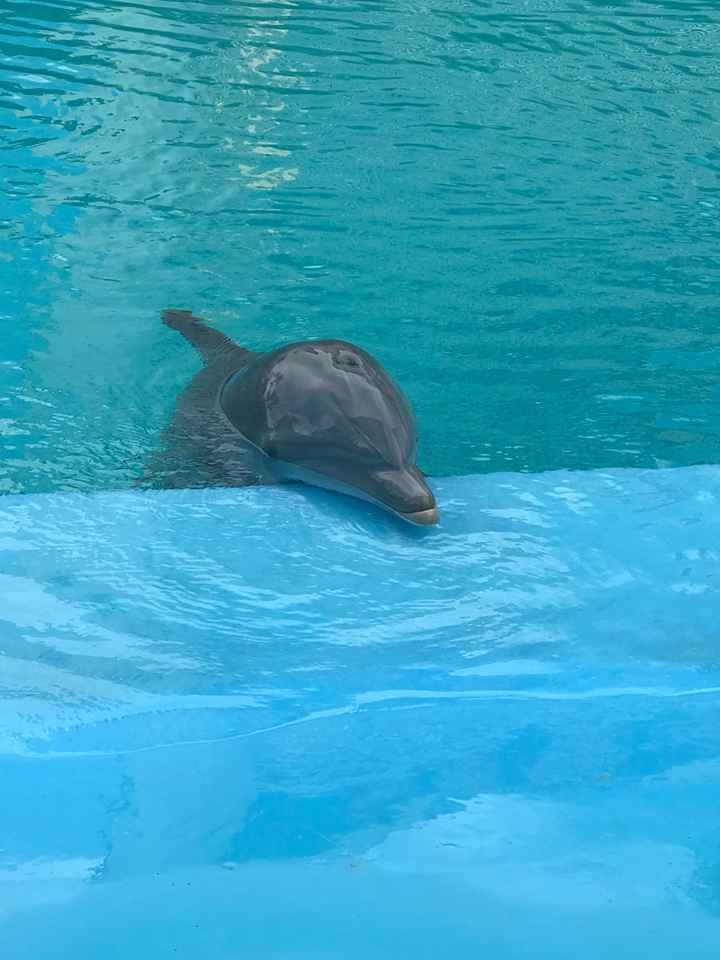 Retour de lune de miel 👌🏼❤️ - 25