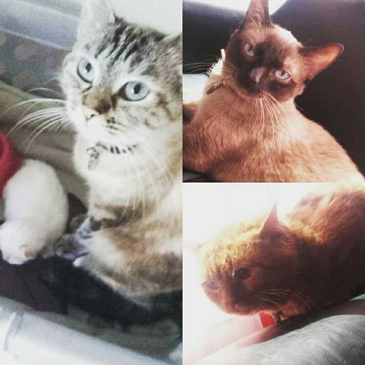 Montrez moi vos animaux ! - 1