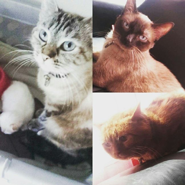 Montrez moi vos animaux ! - 1