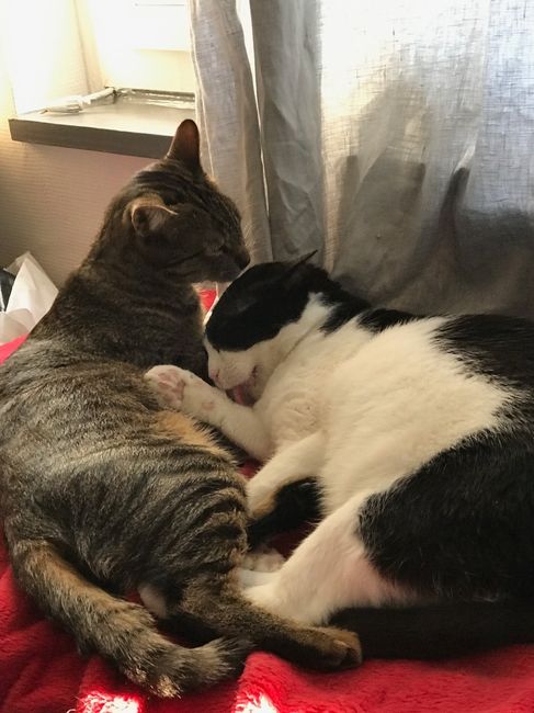 Moka et Haïko