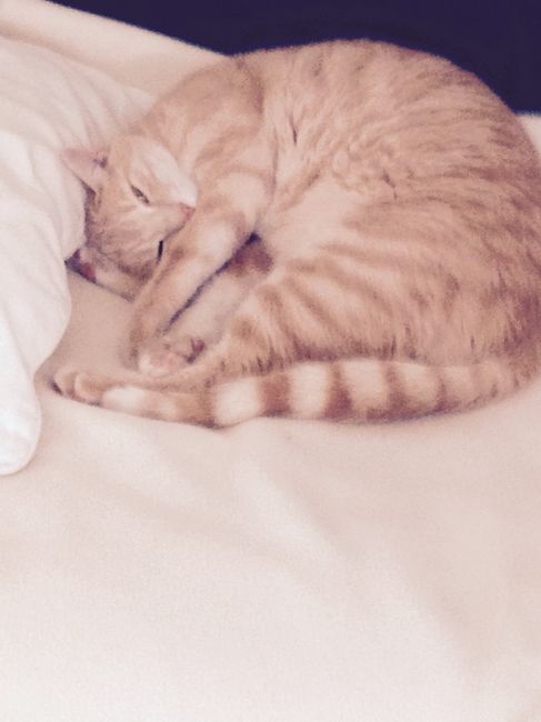 Merci mes chats.... - 1