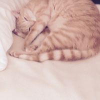 Merci mes chats.... - 1