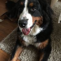 Et les animaux ? - 1