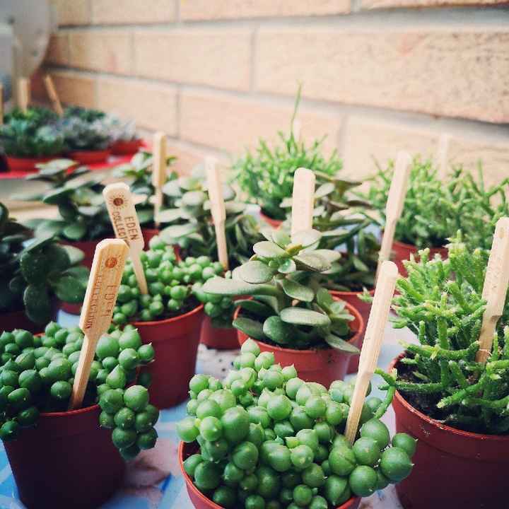 Cactus addict - 1