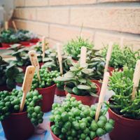 Cactus addict - 1