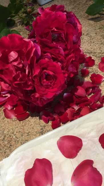 Roses (eau et pétales), diy et Zéro déchets 1
