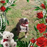 Kelly