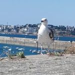 Aubin