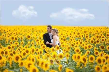 Champs de tournesols