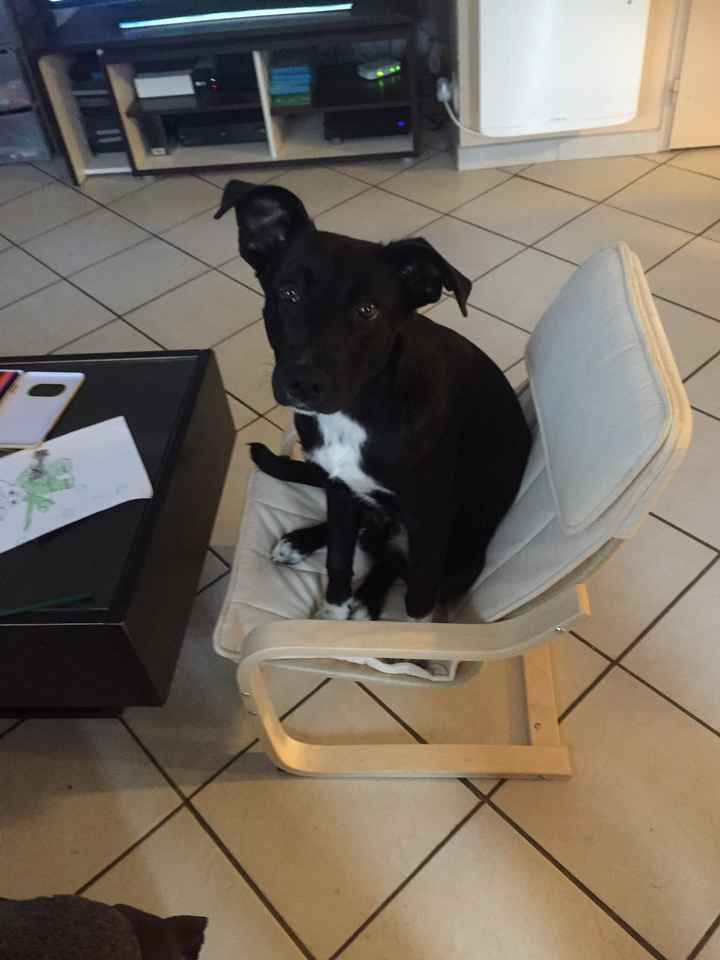  Mon petit bébé chat 😋 - 1