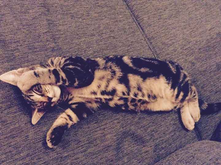 Jango