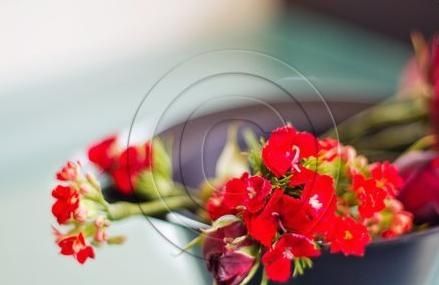 Petites fleurs rouges